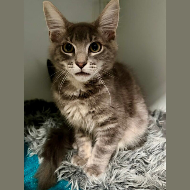 Photo of Romeo