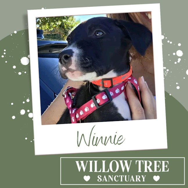 Photo of Winnie