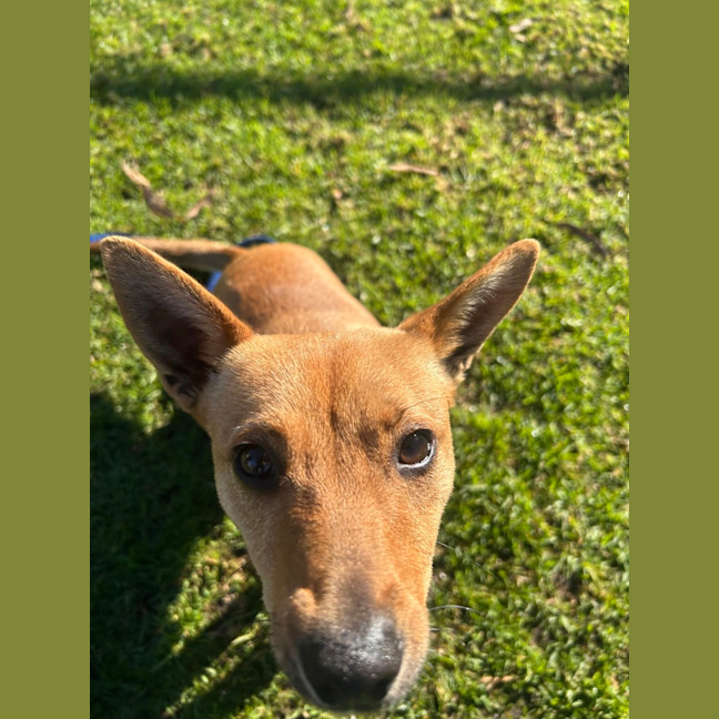 Photo of Twinkie