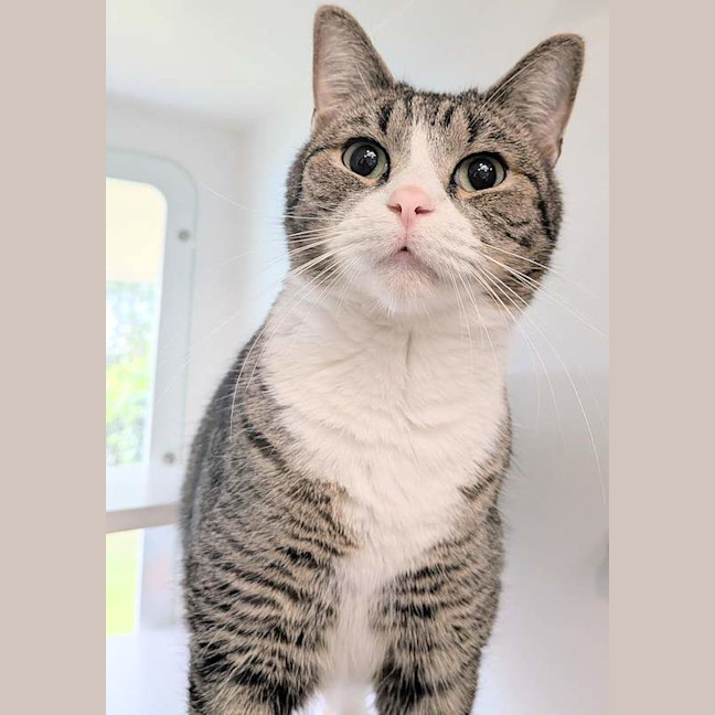 Photo of Marble