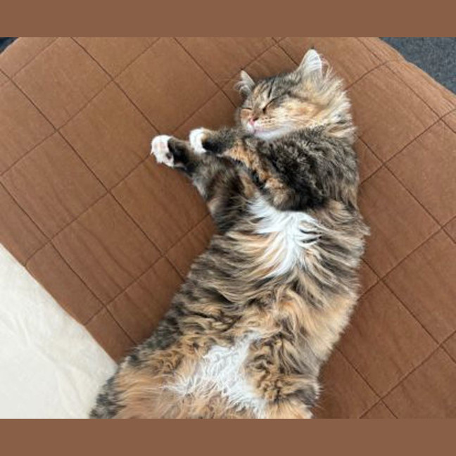 Photo of Waffles