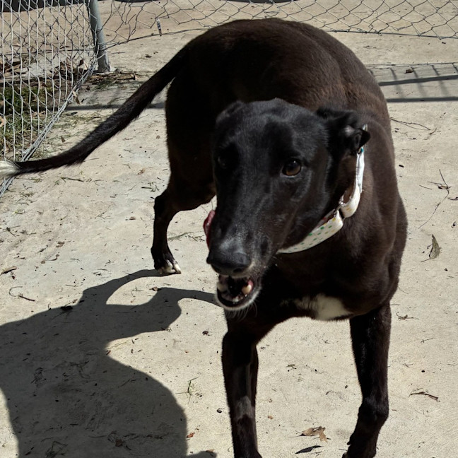 Photo of Royal The Greyhound