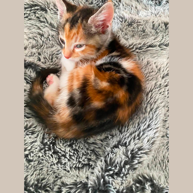 Photo of Ruby