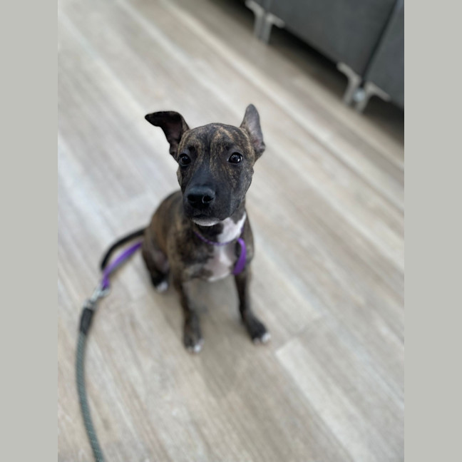 Photo of Ruby