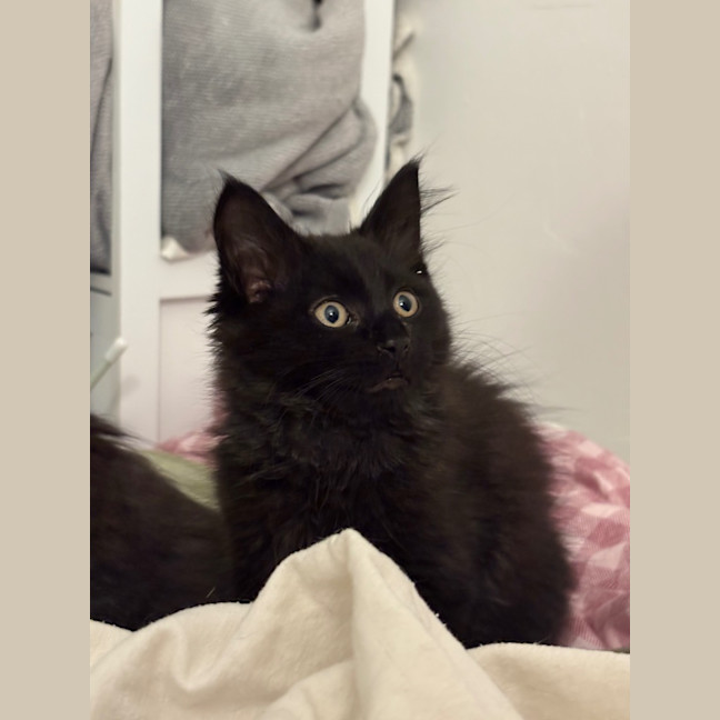 Photo of Tylenol Aka Ty