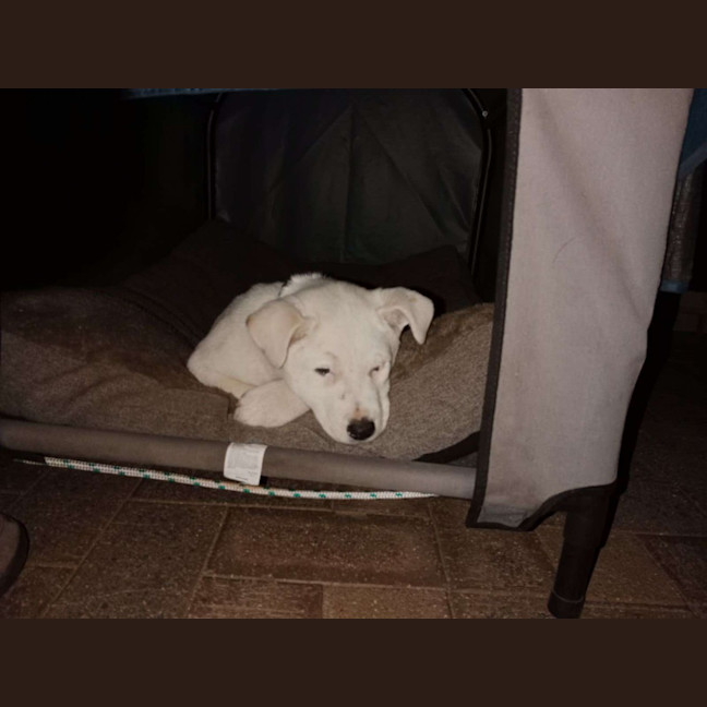 Photo of Polar