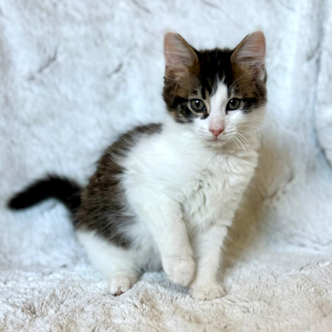 Photo of Victor   On Display At Vets On Parker