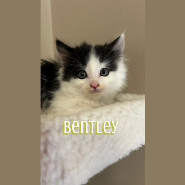 Photo of Bentley