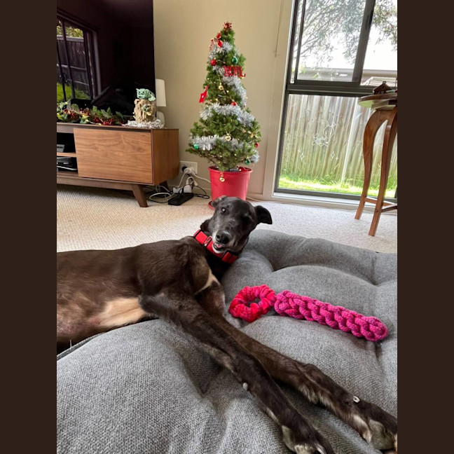 Photo of Gypsy