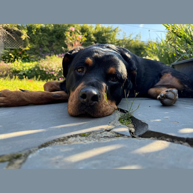 Photo of Nala 