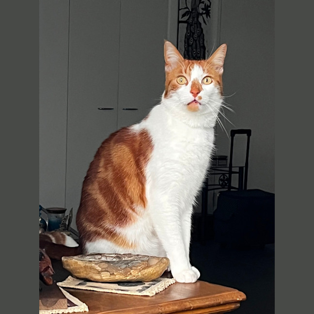 Photo of Ned