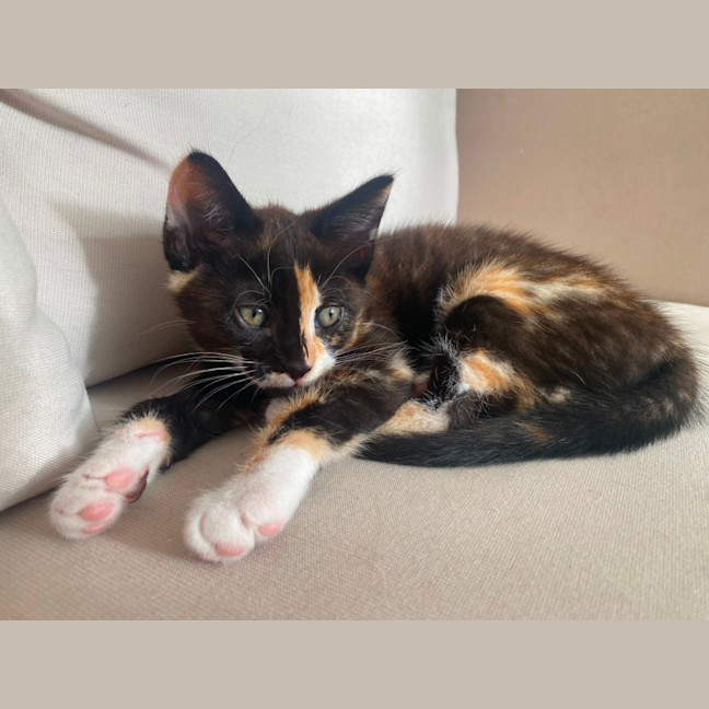 Photo of Poppy