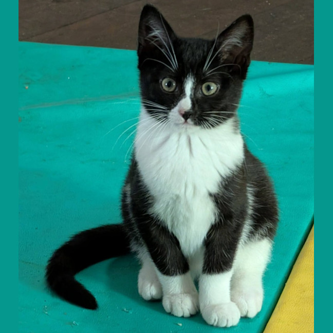 Photo of Sparkles