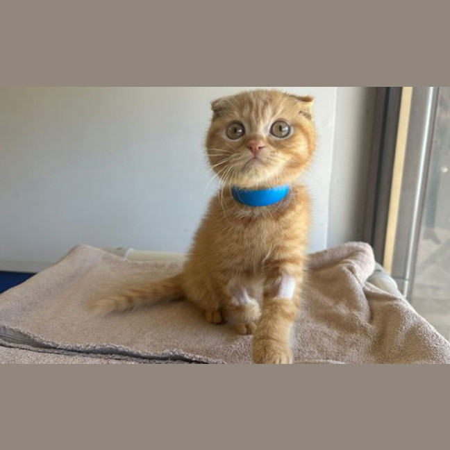 Photo of Garfield