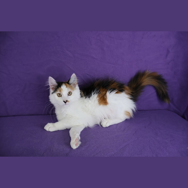 Photo of Princess Scraggledragon