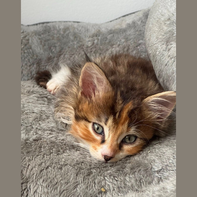 Photo of Pretzel 🥨