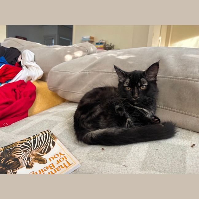 Photo of Stormy & Kiko