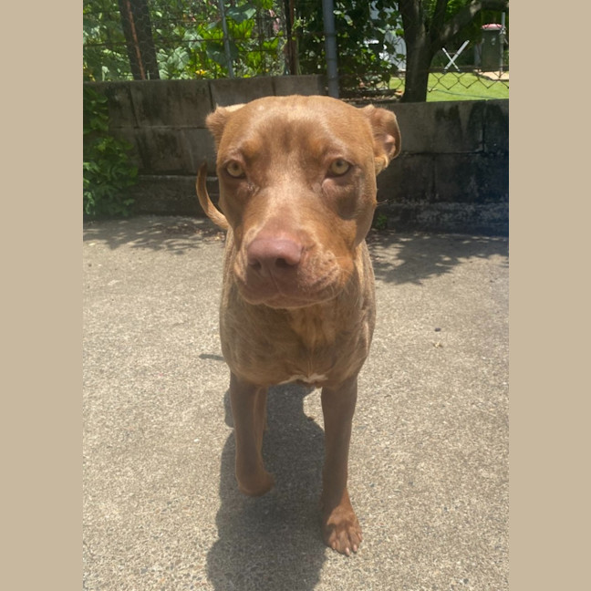 Photo of Turbo *$250 Adoption Fee*