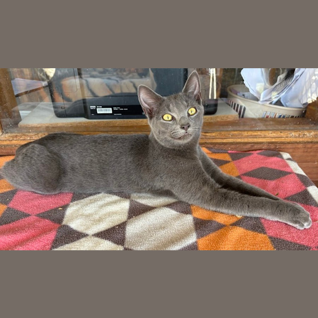 Photo of Ziggy