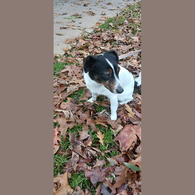 Photo of Banjo