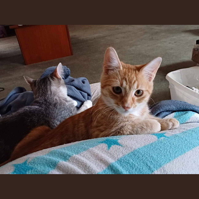 Photo of Gin Gin   Cat Friendly, Adorable And Playful