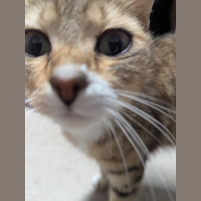 Photo of Honey Clowder