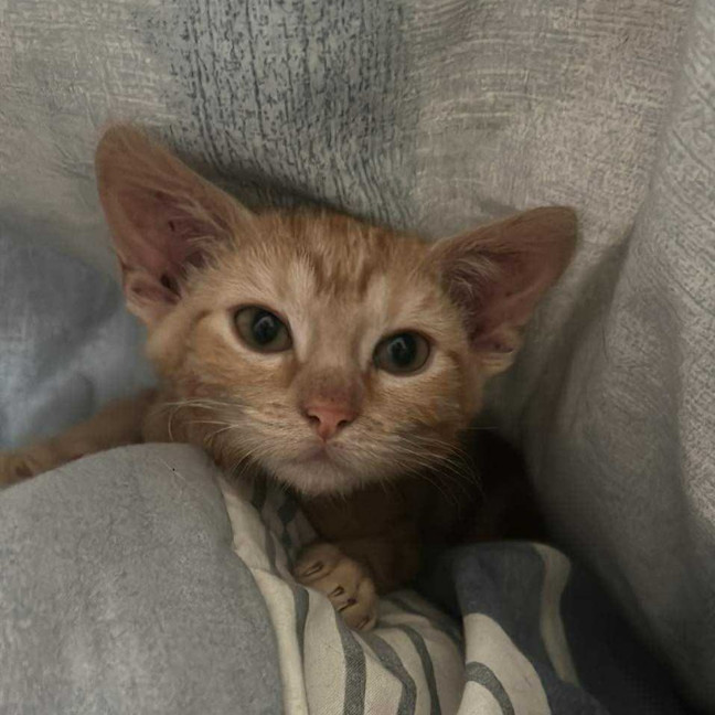 Photo of Marigold