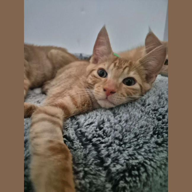 Photo of Topaz