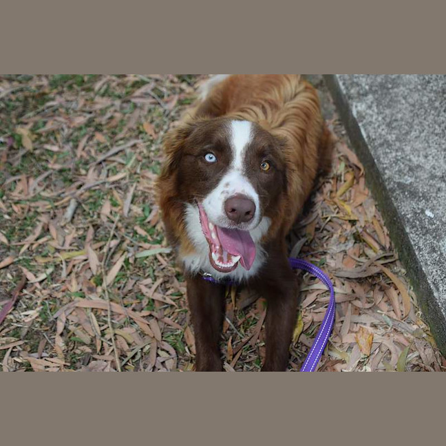 Photo of Toby