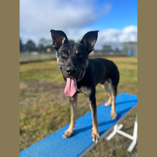 Photo of Zazu