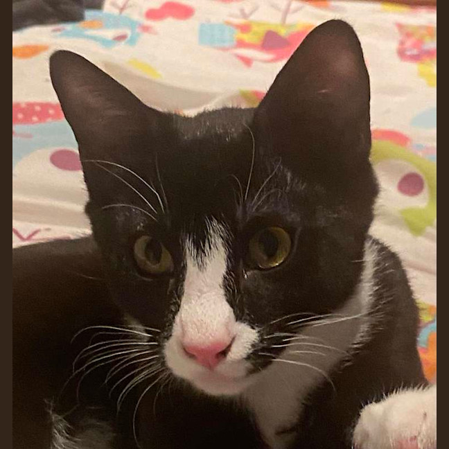 Photo of Batman