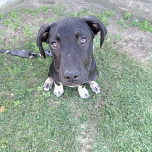 Photo of Atlas 