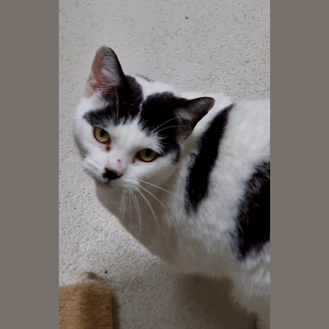 Photo of Nala (Bonded With Simba) 