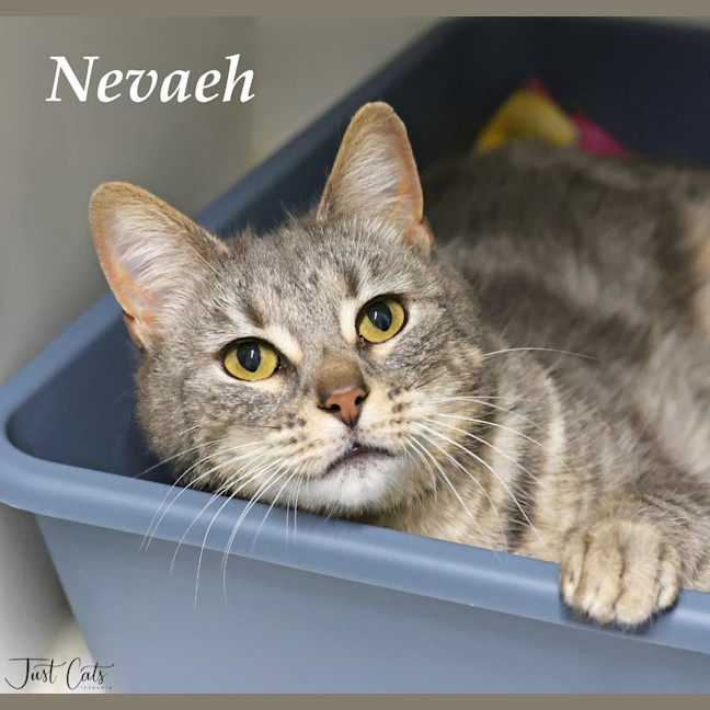 Photo of Navaeh