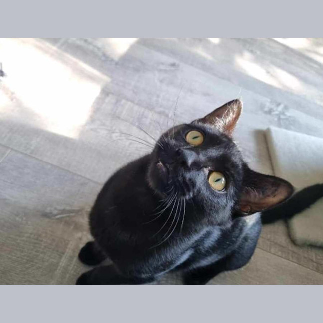 Photo of Shakespeare 🐈‍⬛