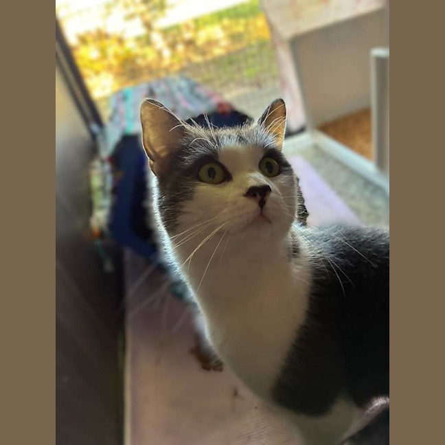 Photo of Indigo