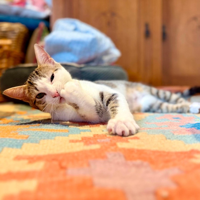 Photo of Suki   In Foster Care In Brunswick East