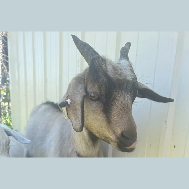 Photo of Jack Jack, Maleficent & Merlin