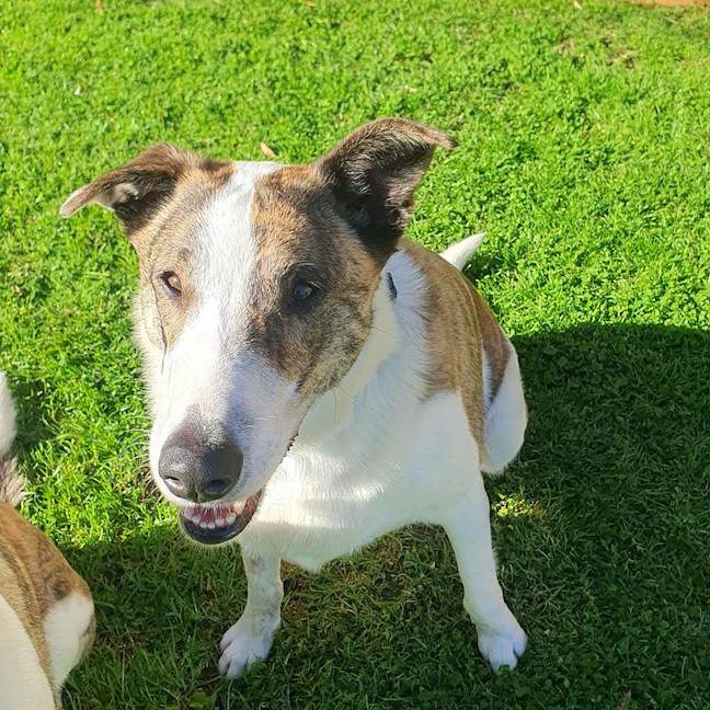 Photo of Chop