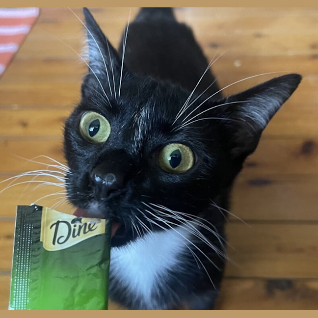 Photo of Mila Meowsavich