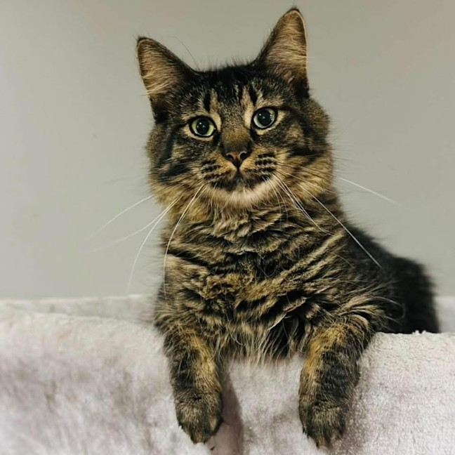 Photo of 11877   Rex