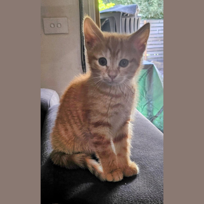 Photo of Carol Meet Me@Petstock Keysborough Store 