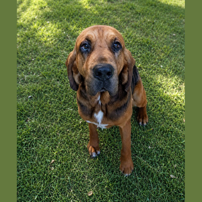 Photo of Chico