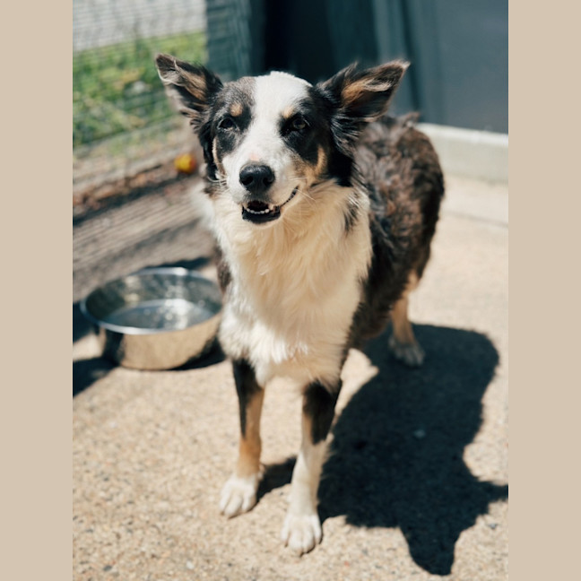 Photo of Mango