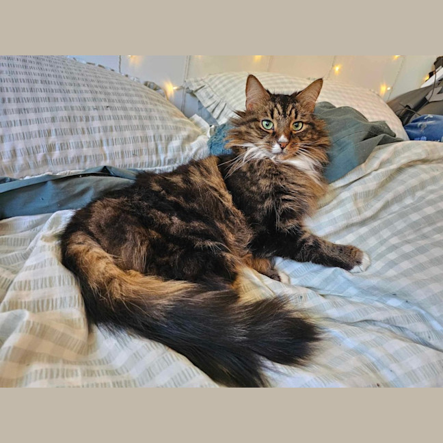 Photo of Nugget & Bellatrix 