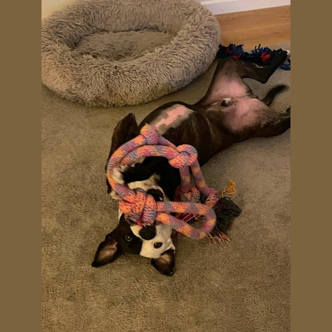 Photo of Rocky "Urgent Foster Carer Needed"