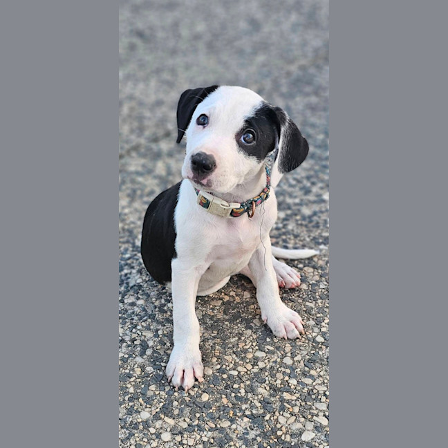 Photo of Jewel