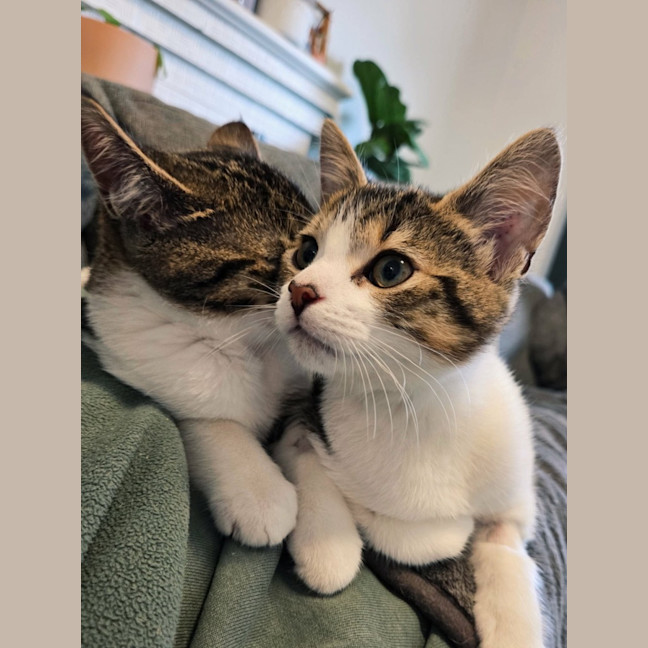 Photo of Acorn   In Foster Care In Northcote