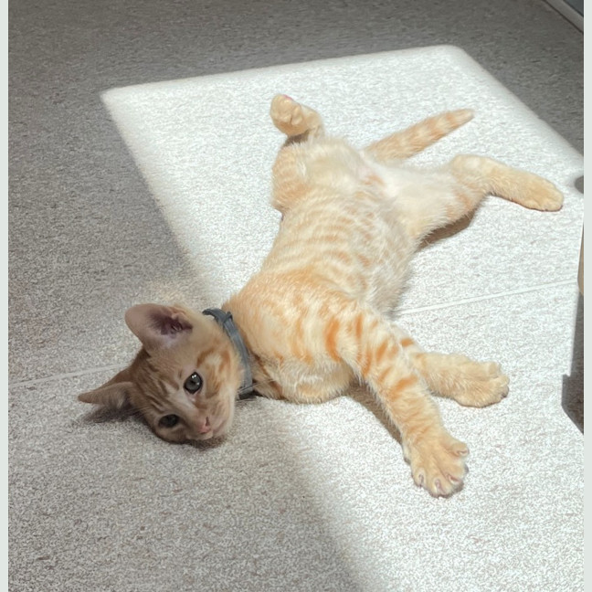 Photo of Tobasco (8920)