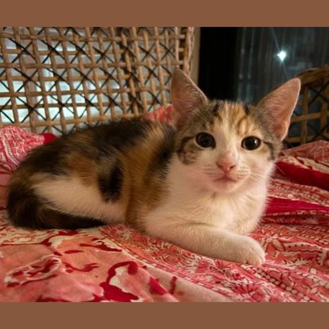 Photo of Lillipilly